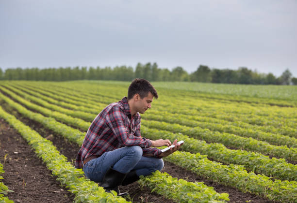 Farmer with tablet in soybean field Young handsome farmer with tablet squatting in soybean field in spring. Agribusiness and innovation concept agronomist photos stock pictures, royalty-free photos & images