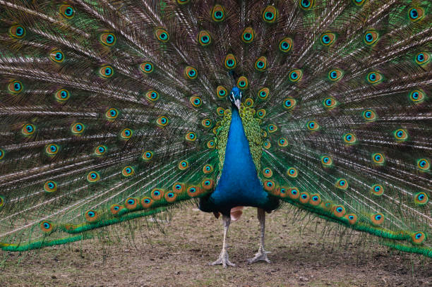 istock Portrait of beautiful peacock with feathers out 962190636