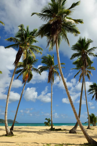 istock The Rincon beach, Dominican Republic 962191016