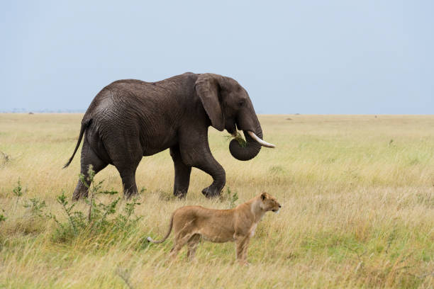 istock Male elephant and lioness, Africa 962191040