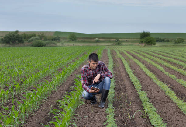 istock Farmer with tablet in soybean and corn field 962191280