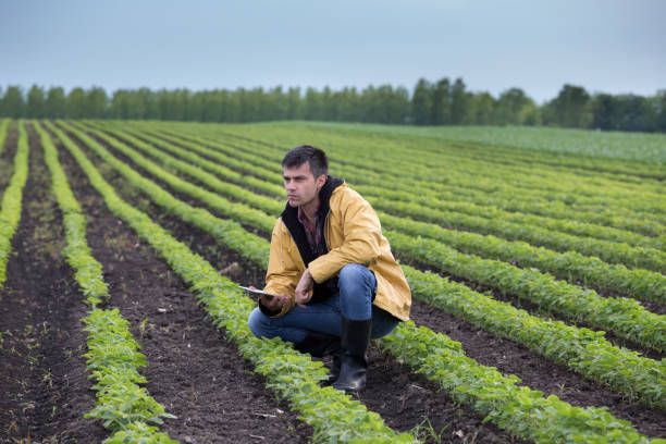istock Farmer with tablet in soybean field 962191464