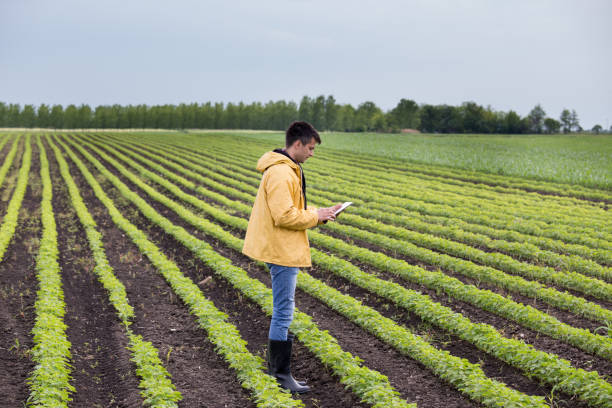 istock Farmer with tablet in soybean field 962191558