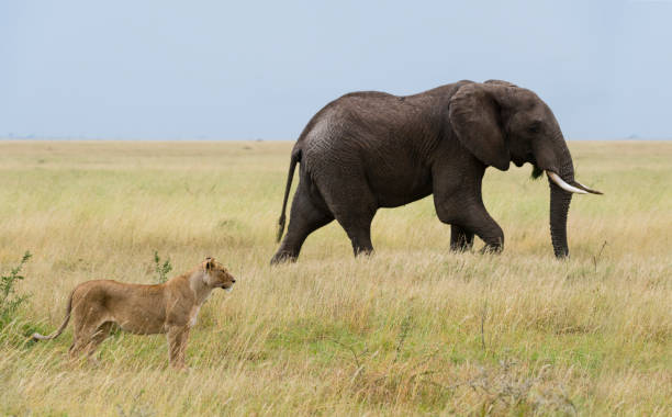 istock Male elephant and lioness, Africa 962191776