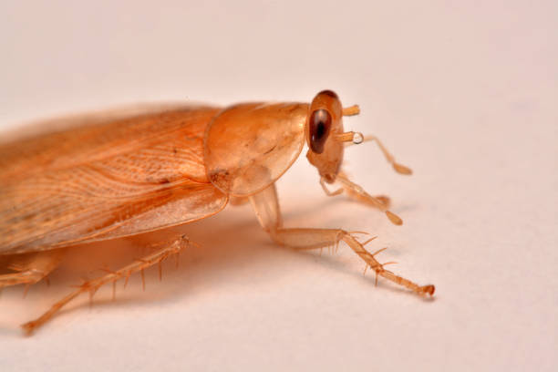 istock Macro photo,Closeup cockroach on white background for Insecticide product concept selective focus,Winged insect. 962198306