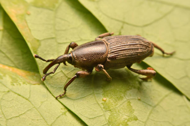 istock Macro shooting, macro shooting,Apricot beetle, adrenal gland, isolated on leaf.Little black moth 962198450