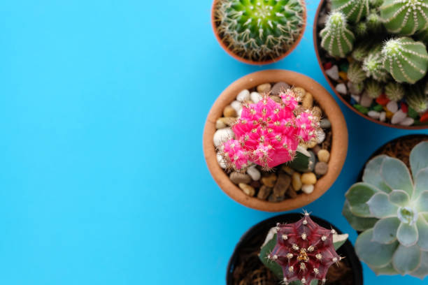 istock Cactus and succulent plants on blue paper background with copy space, top view, flat lay, succulent houseplant trendy design concept 962199234