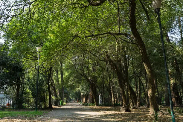 Trees pathway at Chapultepec