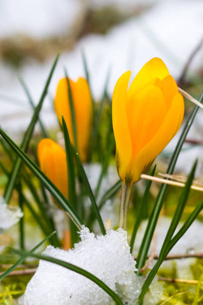 istock a small bush of yellow crocus is blooming, though the meadow is still snowy 962204276