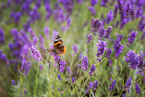 Monarch butterfly sitting on a lavender.
