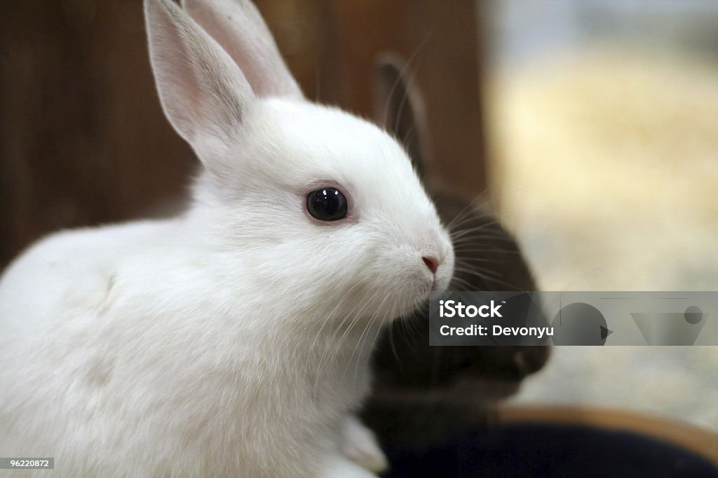 bunny  Animal Stock Photo