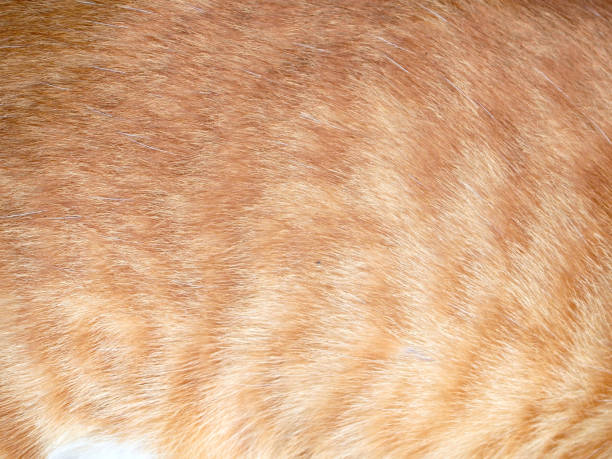istock Close-up of cat fur for texture or background 962208888