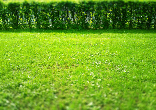Green summer grass with bushes bokeh background