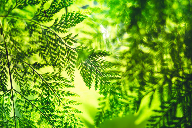 istock Fern leaf green nature background evening light 962212248