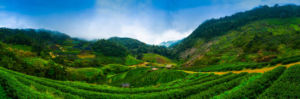 istock tea plantation at Doi Angkhang, northern Thailand 962214846