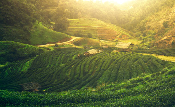 istock tea plantation at Doi Angkhang, northern Thailand 962215286