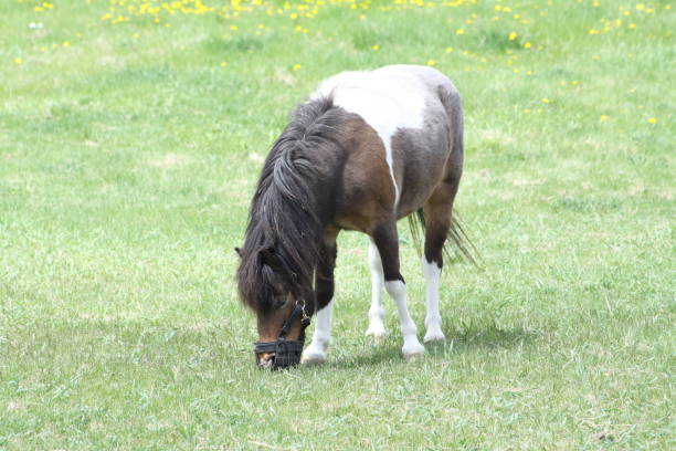 istock Horse, Pinto Colored in Corral 962215692