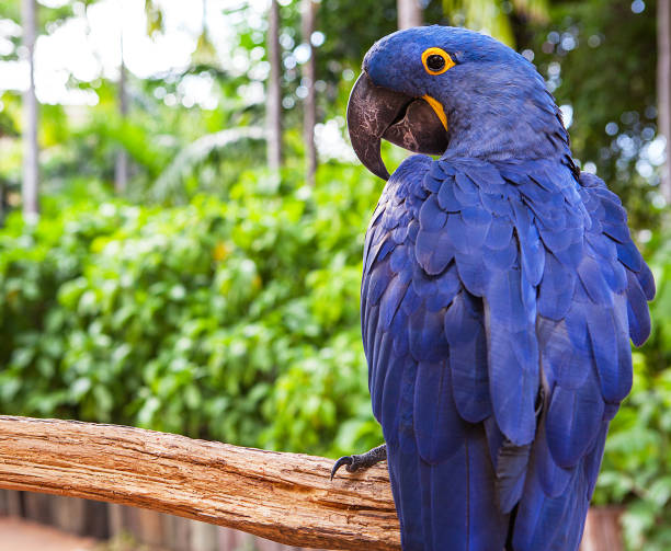 Ara giacinto che gioca su albero, pantanal, Brasile, pappagallo uccello blu - foto stock