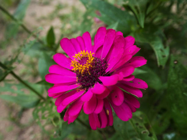 istock Closeup pink Zinnie Elegan,blurry light design background. 962216238
