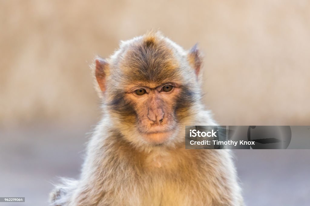 Portrait d’un Macaque - Photo de Animaux à l'état sauvage libre de droits