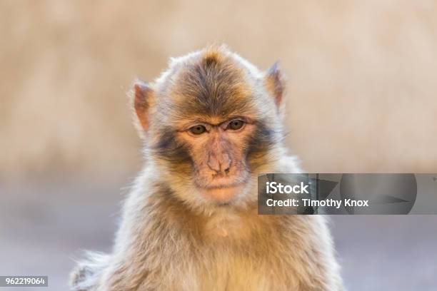 Photo libre de droit de Portrait Dun Macaque banque d'images et plus d'images libres de droit de Animaux à l'état sauvage - Animaux à l'état sauvage, Coucher de soleil, Faune