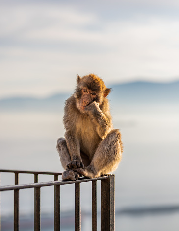A Barbary macaque looking sad in gibraltar at sunset.