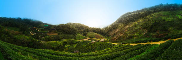 istock tea plantation at Doi Angkhang, northern Thailand 962220180