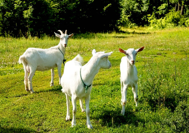 istock Young, white goats stand in a clearing in the forest 962224320