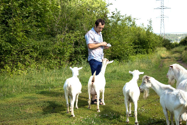 istock A man walks in the park and feeds goats 962224356