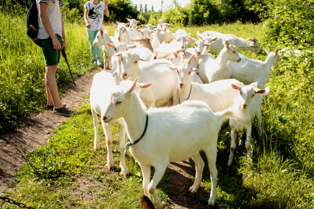 istock Shepherd and a herd of goats on a meadow 962224372