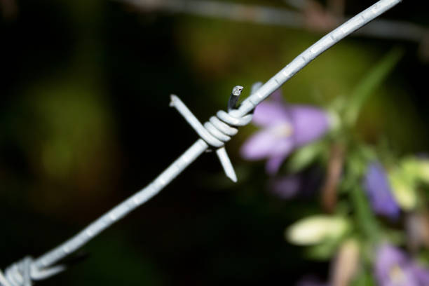 Barbed wire close-up against a nature background