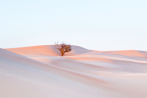 Dead tree in Al Wathba desert with beautiful sand dune