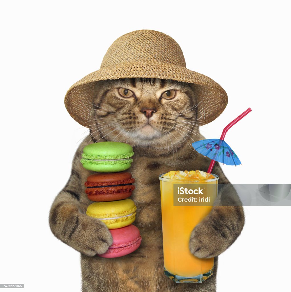 Cat In A Straw Hat With Juice And Cookies Stock Photo - Download Image Now  - Cake, Domestic Cat, Time - iStock