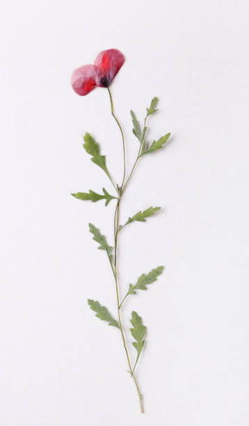 istock Dried flatted poppy flower 962233048