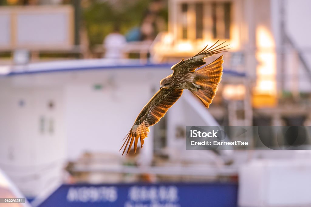Black Kite  (Milvus migrans) in flight at twilight Animal Stock Photo