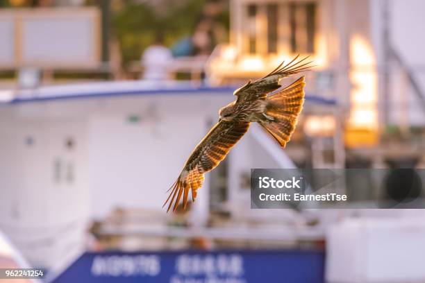 Black Kite In Flight At Twilight Stock Photo - Download Image Now - Animal, Animal Body Part, Animal Migration