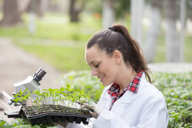 istock Agronomist with plant tray in greenhouse 962243016
