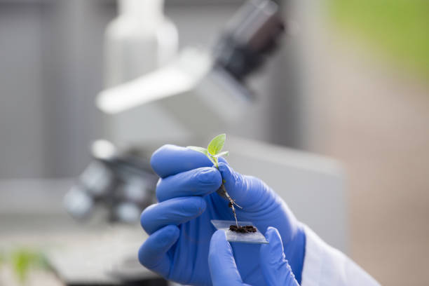 istock Biologist holding sprout above microscope glass 962243164