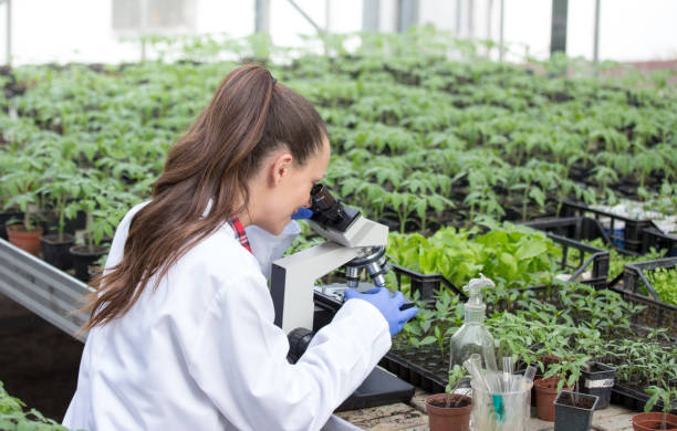 istock Agronomist with seedlings nad microscope in greenhouse 962243332