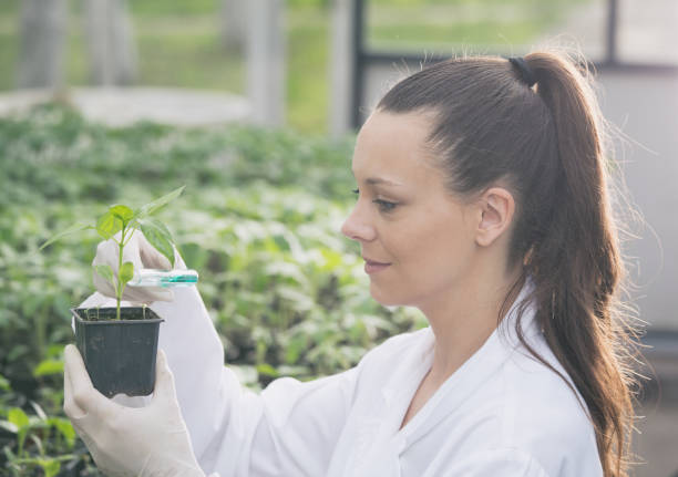istock Agronomist with seedling in greenhouse 962243458