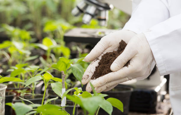 агроном с защитными перчатками держит почву над саженцами - greenhouse industry tomato agriculture стоковые фото и изображения