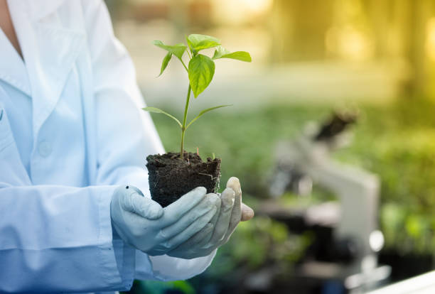 istock Agronomist with seedling in greenhouse 962243552