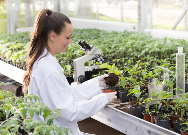 istock Agronomist with seedling in greenhouse 962243658