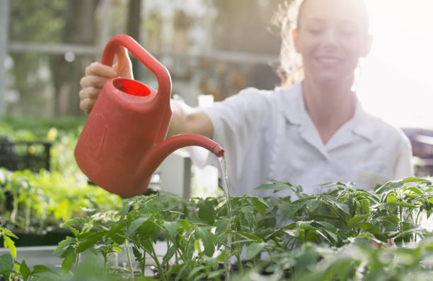 ingeniero agrónomo mujer riego de plántulas en invernadero - tomato genetic modification biotechnology green fotografías e imágenes de stock