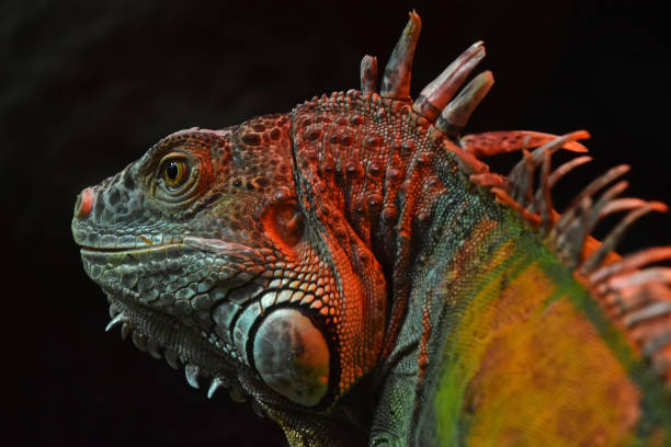 istock Close-Up Of Iguana Against Black Background 962250764