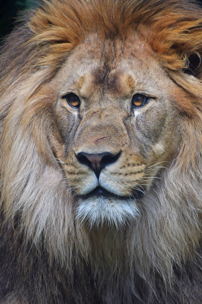 istock Close-Up Portrait Of Lion 962250898