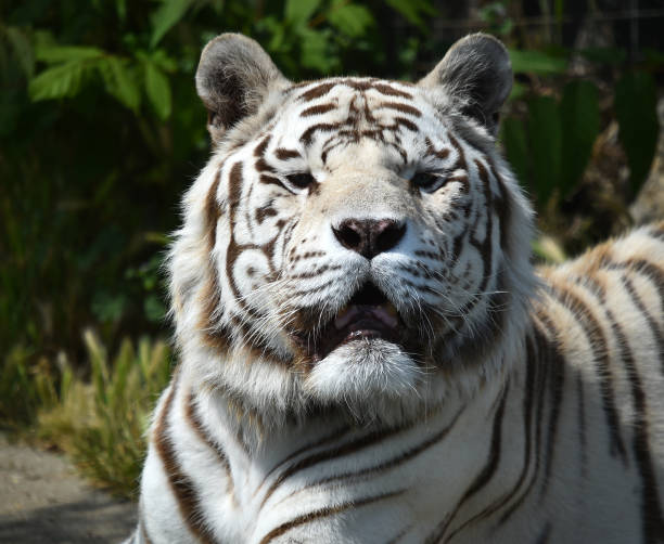 istock tiger of bengal 962251174