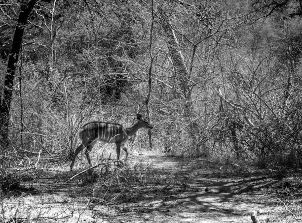 istock Kruger National Park in Black and White 962251178