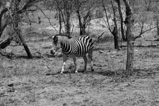 istock Kruger National Park in Black and White 962252056