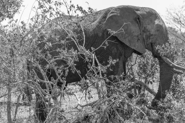istock Kruger National Park in Black and White 962252440